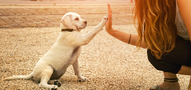 Carrie Distefano, Leash N' Wellness, training a dog.