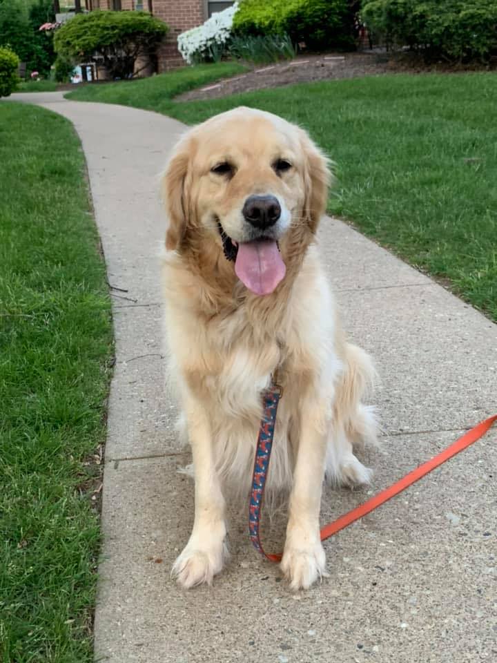 Carrie Distefano's Golden Retriever, Hunter.